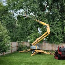 Best Fruit Tree Pruning  in Dallas, GA