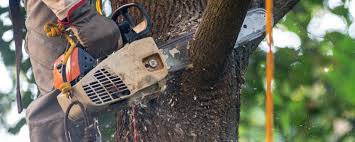 Why Choose Our Tree Removal Services in Dallas, GA?