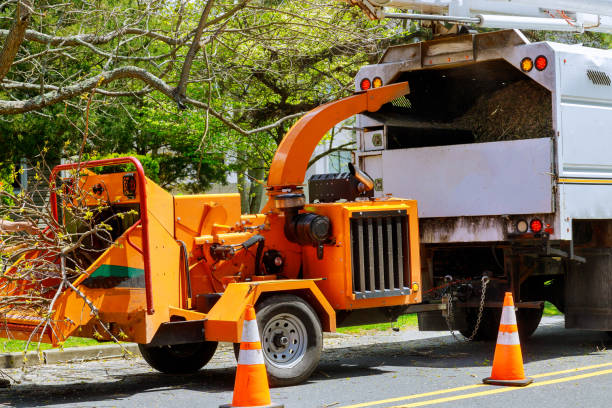 Best Tree Removal  in Dallas, GA